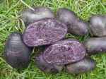 purple majesty potatoes